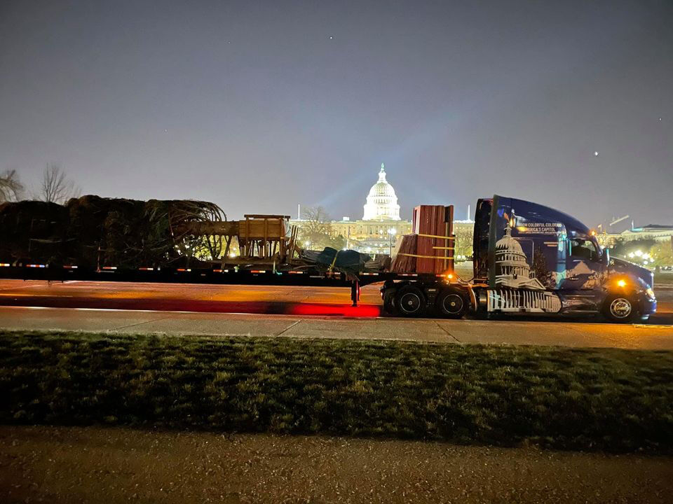Capitol tree